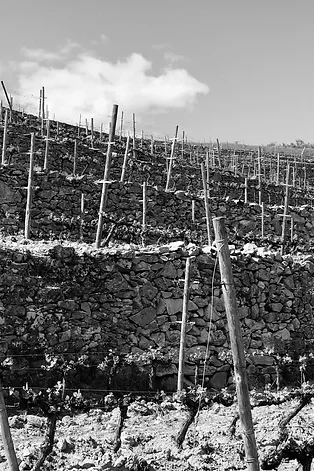 Botega Rafael Palacios | Spain | Valdeorras