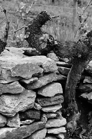 Botega Rafael Palacios | Spain | Valdeorras
