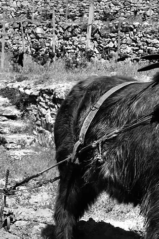 Botega Rafael Palacios | Spain | Valdeorras