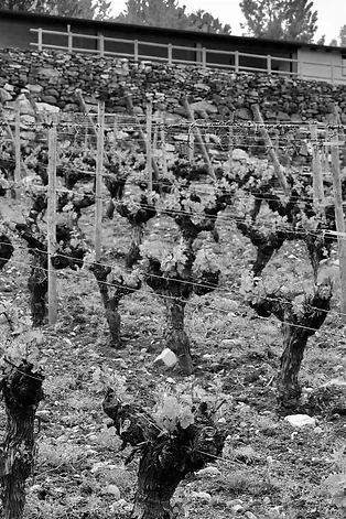 Botega Rafael Palacios | Spain | Valdeorras