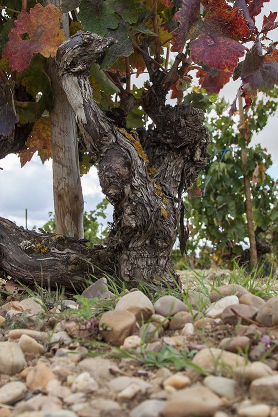 Dehesa de los Canónigos | Spain