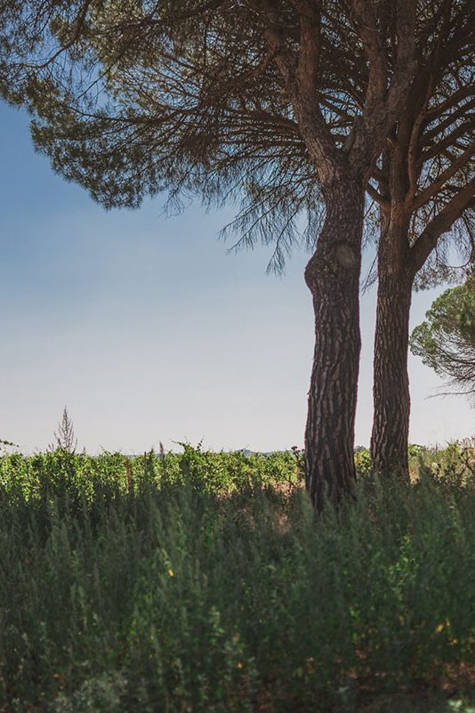 Dehesa de los Canónigos | Spain