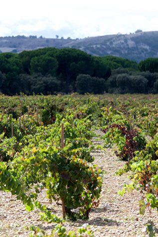Dehesa de los Canónigos | Spain