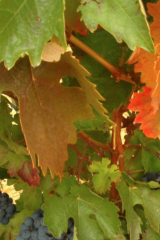 Bodegas Briones Abad | Spain