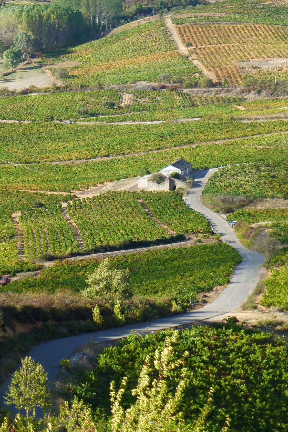 Bodega Luzdivina Amigo | Spain | Bierzo