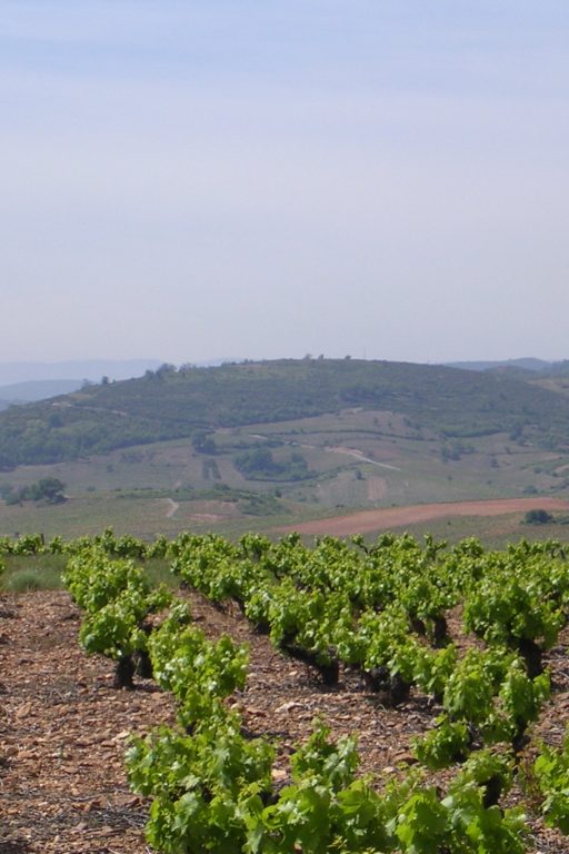 Bodega Luzdivina Amigo | Spain | Bierzo