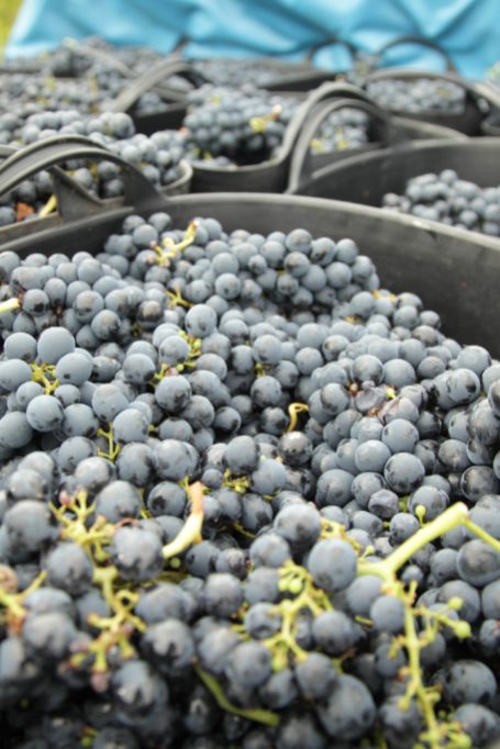 Bodega Luzdivina Amigo | Spain | Bierzo