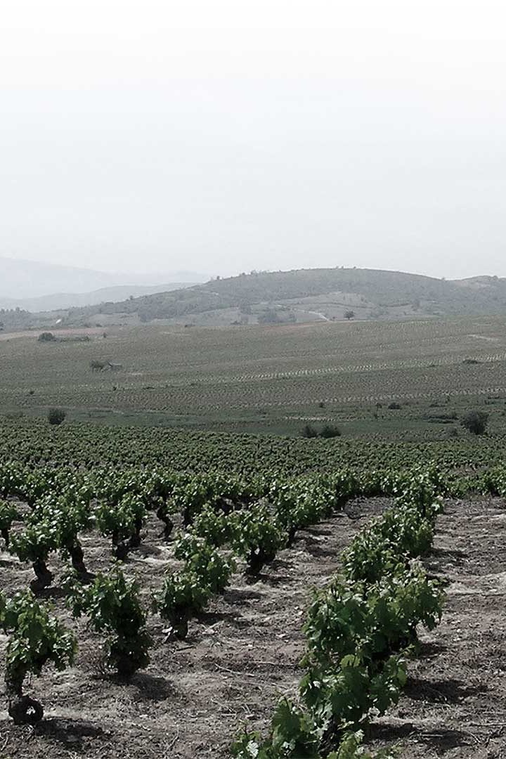 Bodega Luzdivina Amigo | Spain | Bierzo