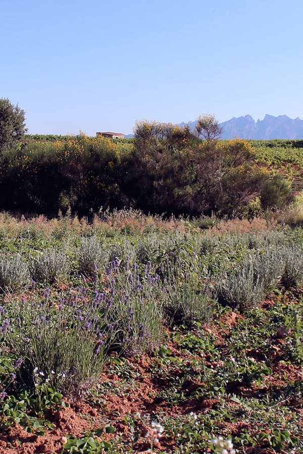 Recaredo | Spain | Penedès
