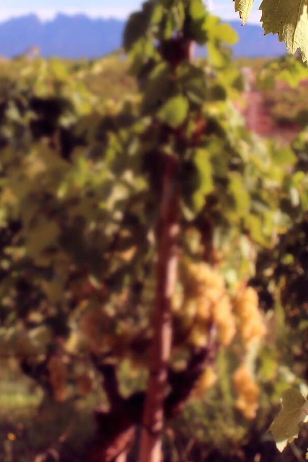 Recaredo | Spain | Penedès
