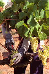 Recaredo | Spain | Penedès
