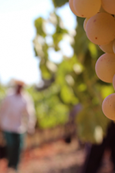 Recaredo | Spain | Penedès