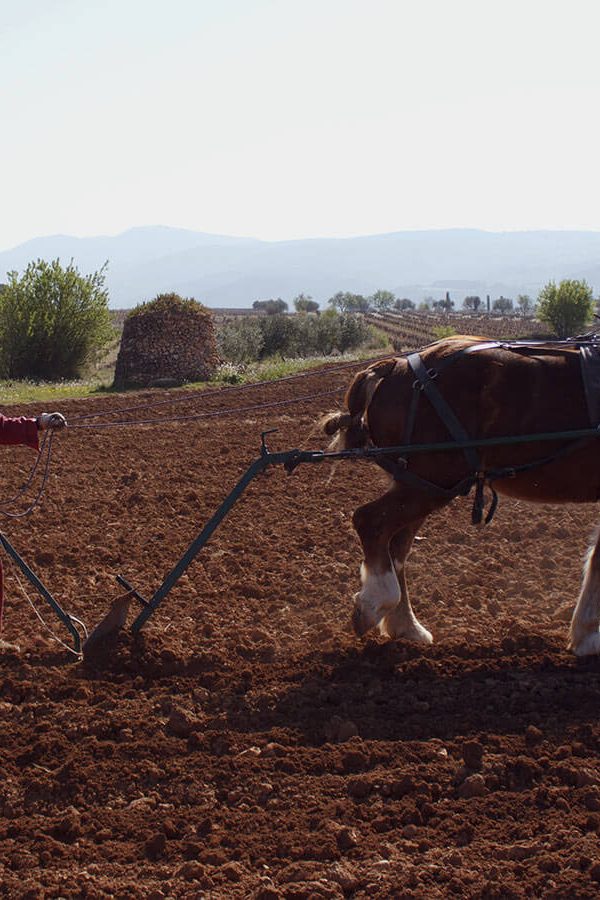 Recaredo | Spain | Penedès