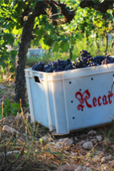 Recaredo | Spain | Penedès