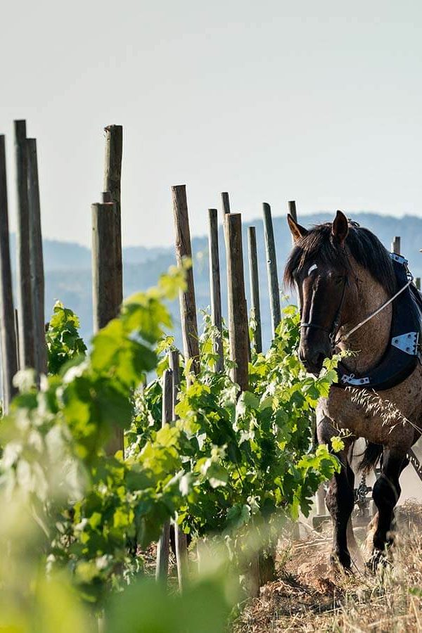 Recaredo | Spain | Penedès