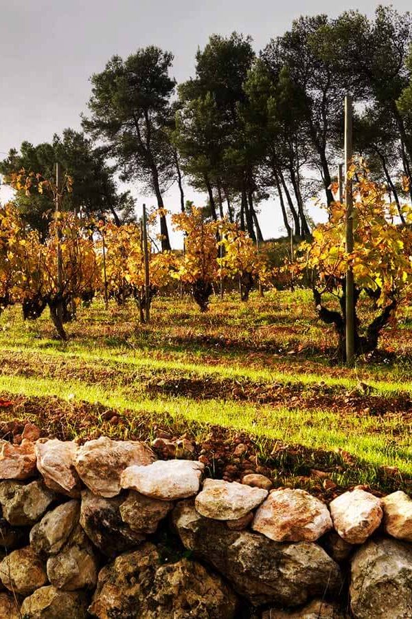 Recaredo | Spain | Penedès