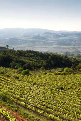 Recaredo | Spain | Penedès