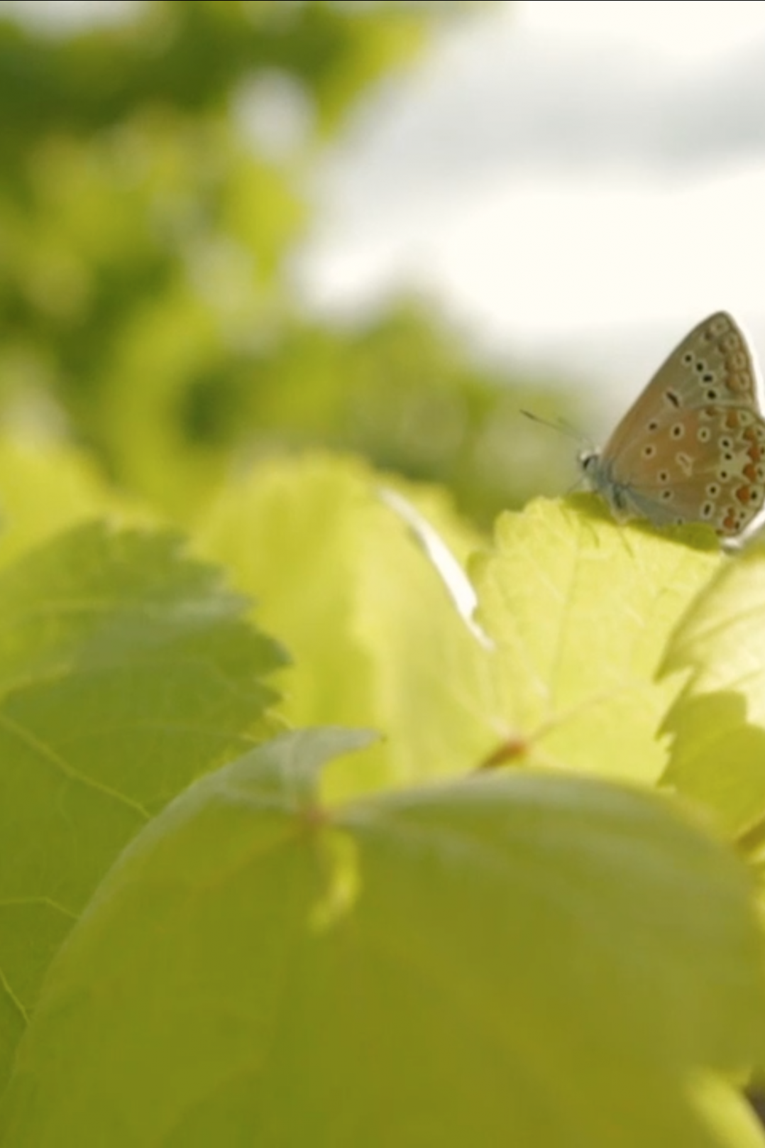 Recaredo | Spain | Penedès