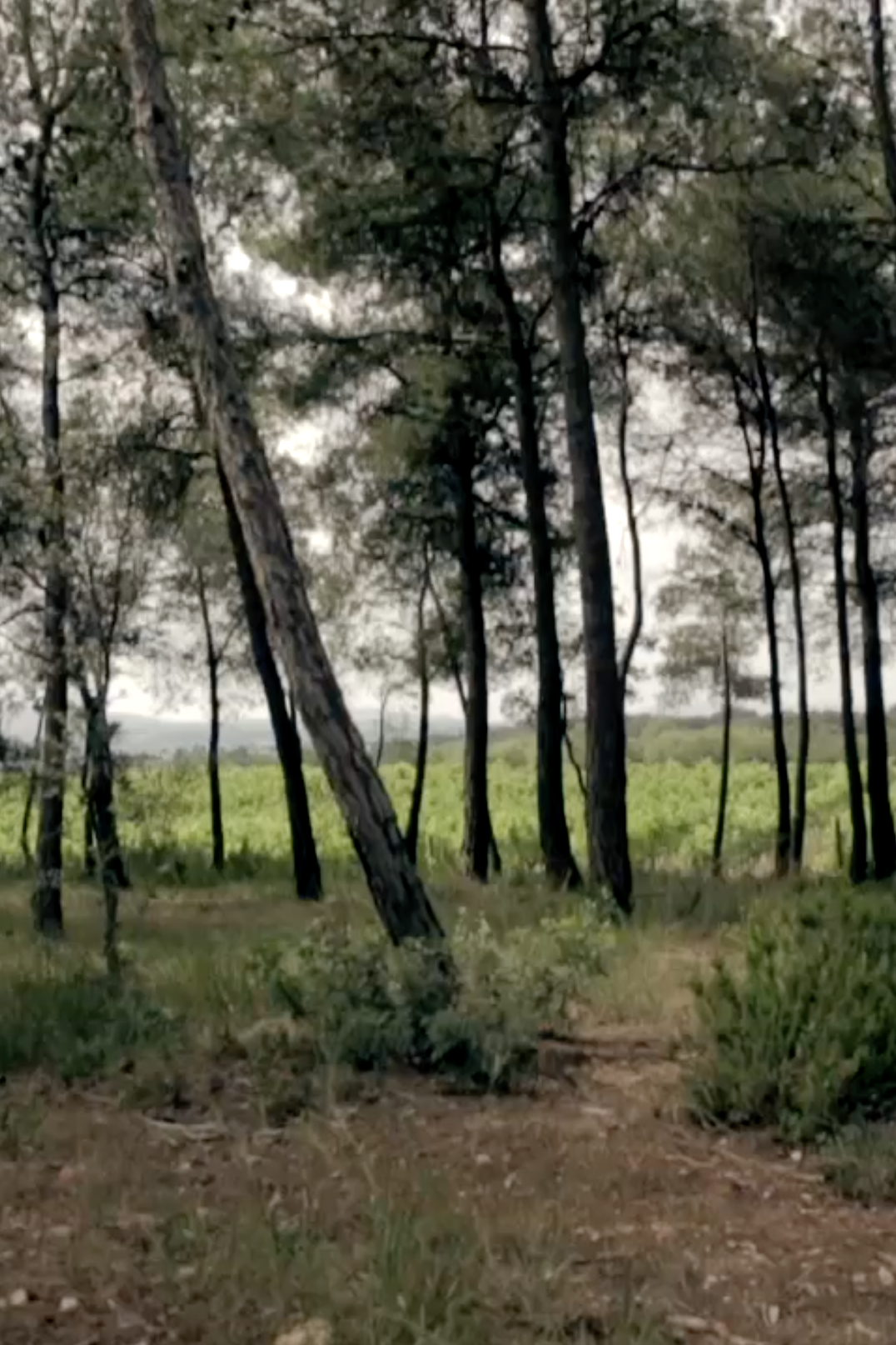 Recaredo | Spain | Penedès